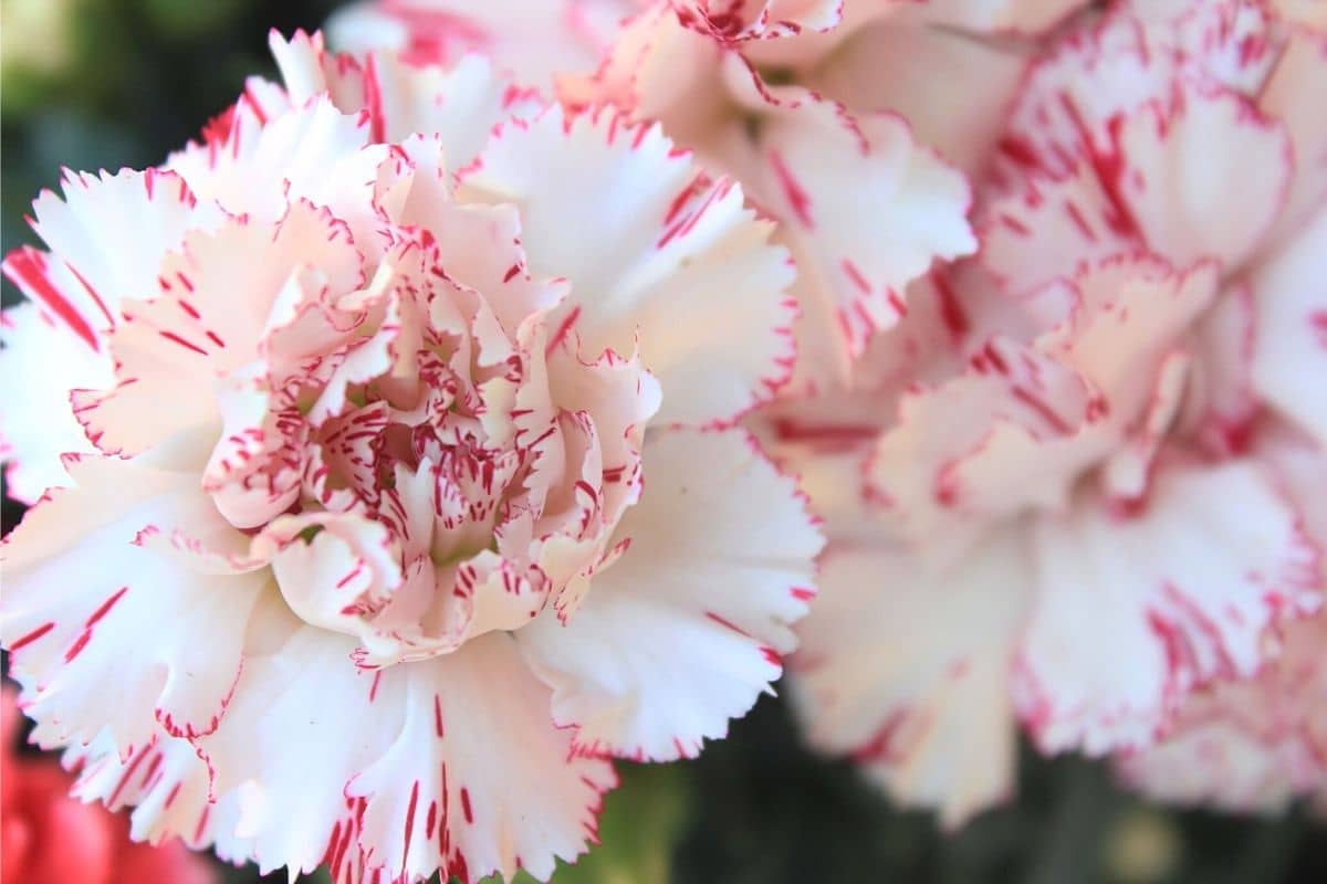 Gartennelke - Dianthus caryophyllus