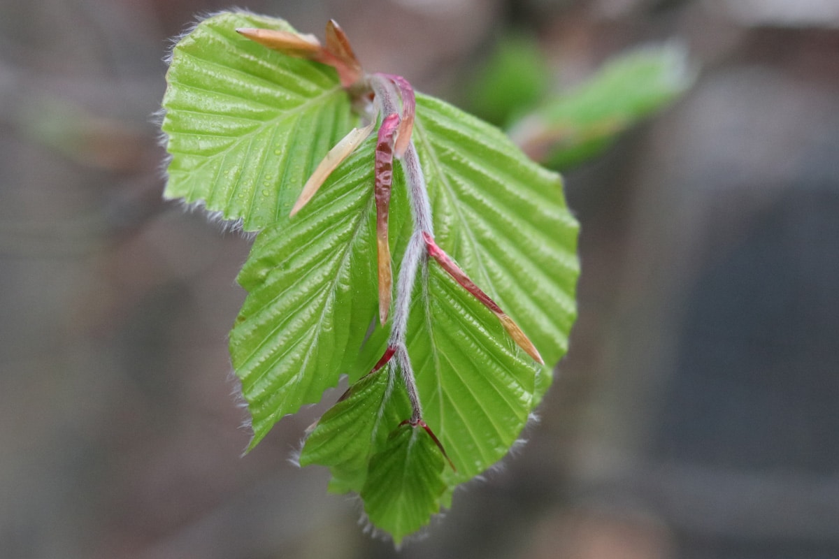 Gemeine Hasel - Corylus avellana