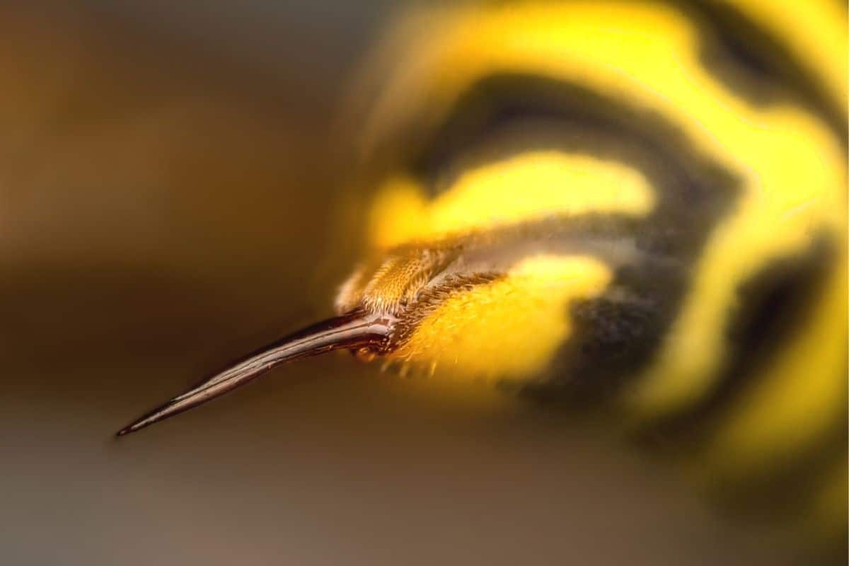 Stachel der Gemeinen Wespe