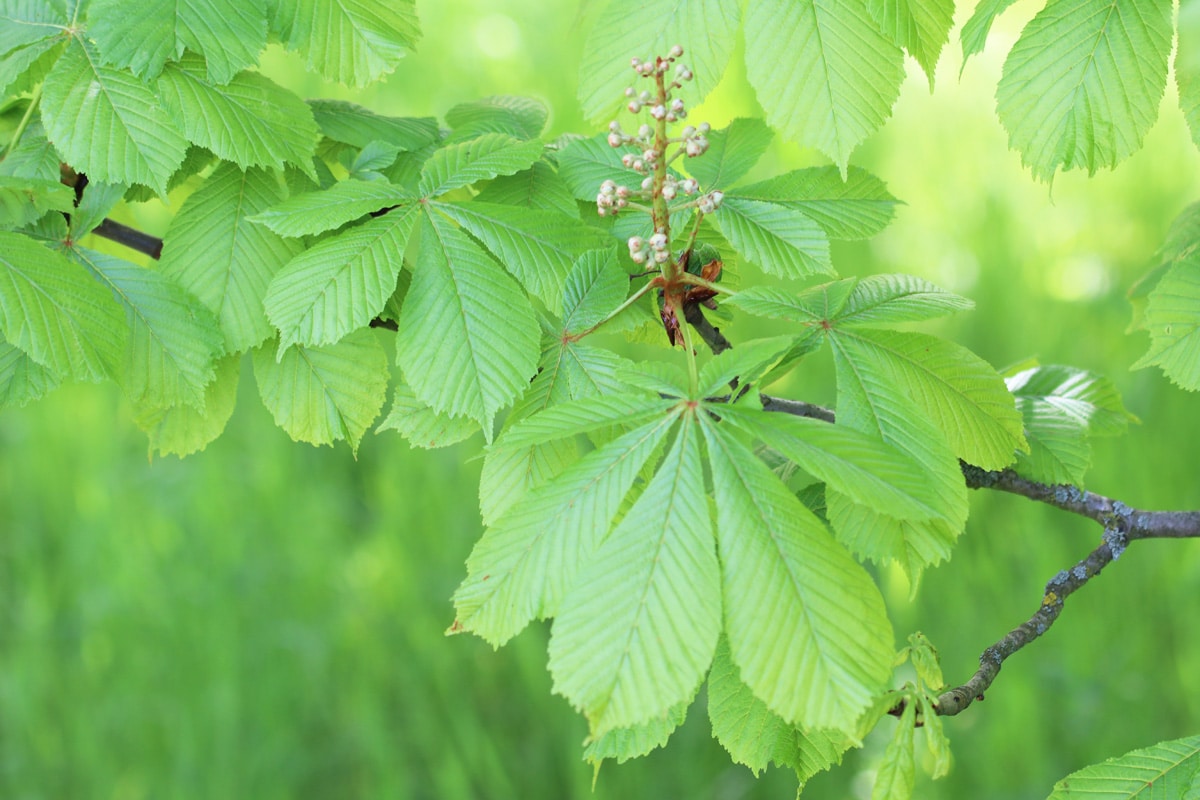 Gewöhnliche Rosskastanie - Aesculus hippocastanum