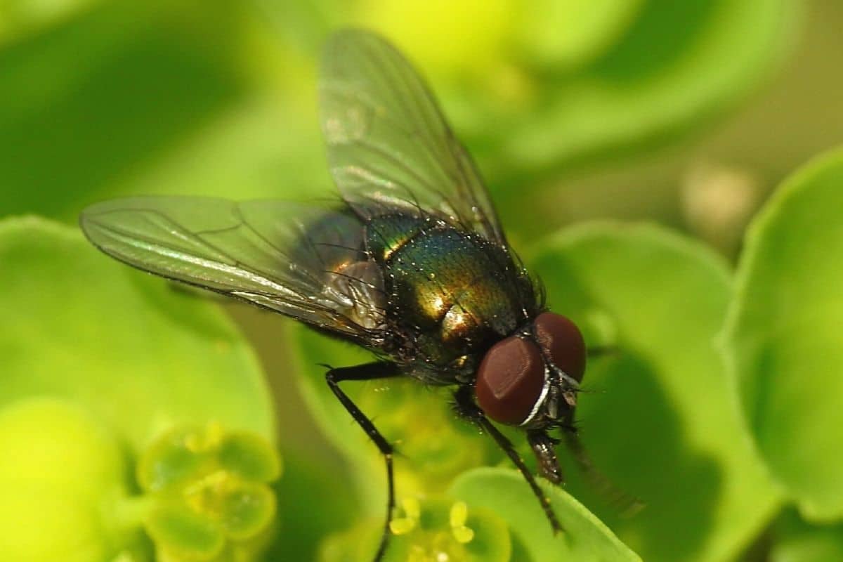 Grüne Fliegen im Haus - Goldfliege