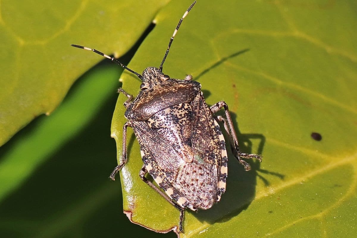 Graue Gartenwanze - Rhaphigaster nebulosa