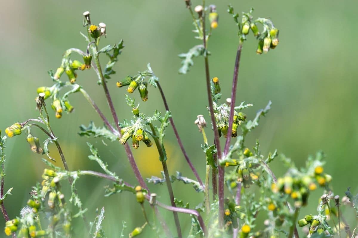 Gewöhnliches Greiskraut - Senecio vulgaris