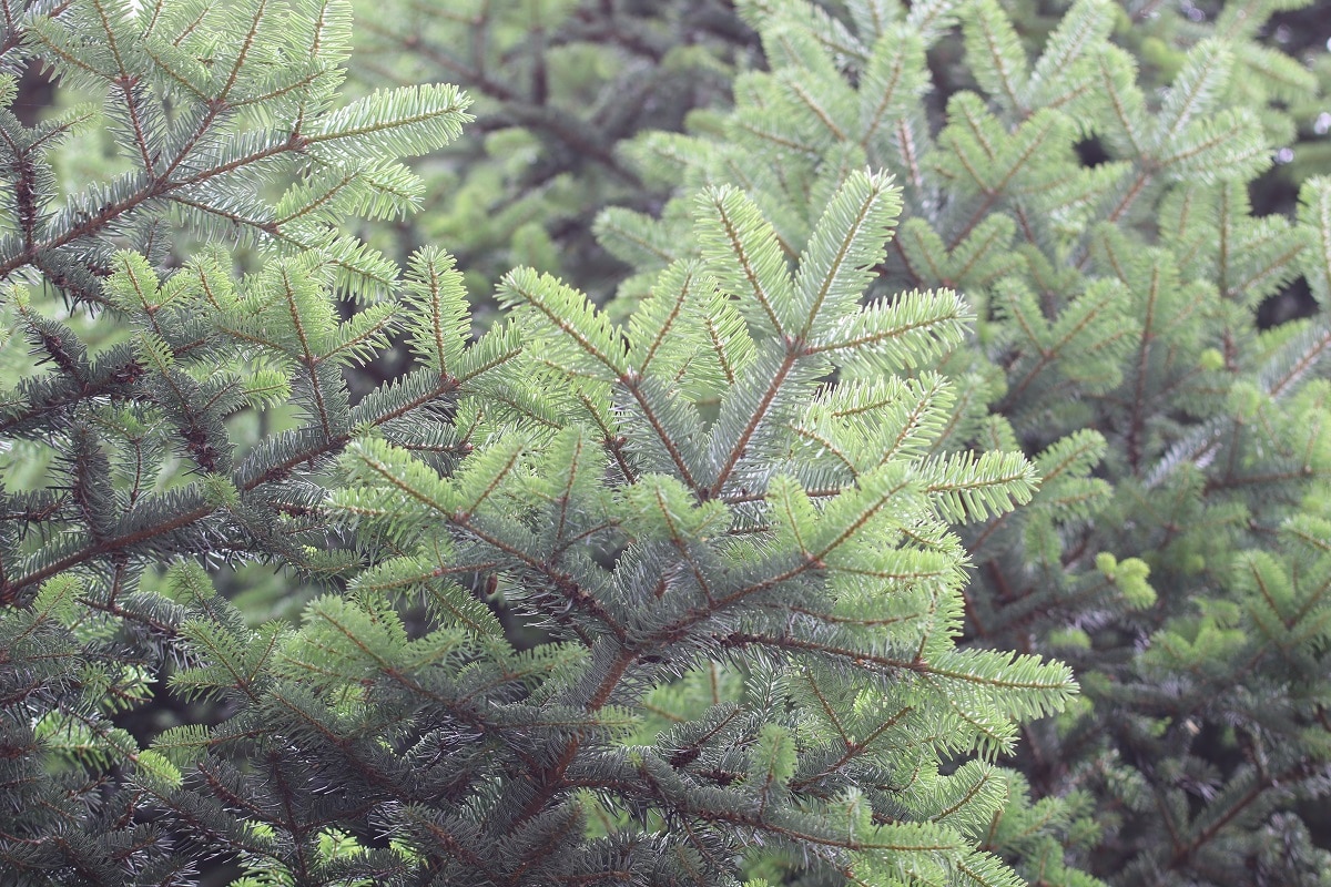 Griechische Tanne - Abies cephalonica