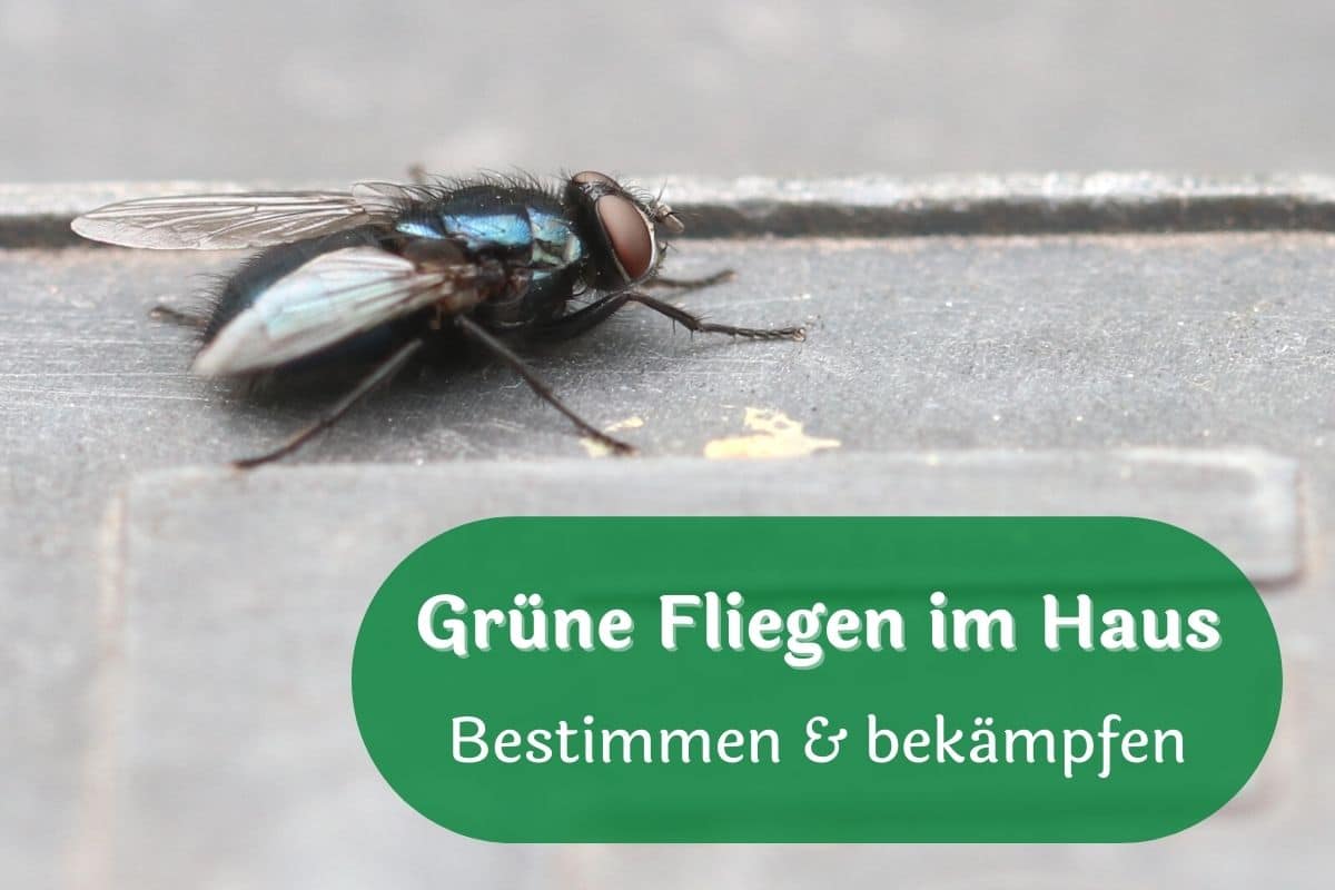 Grüne Fliegen im Haus