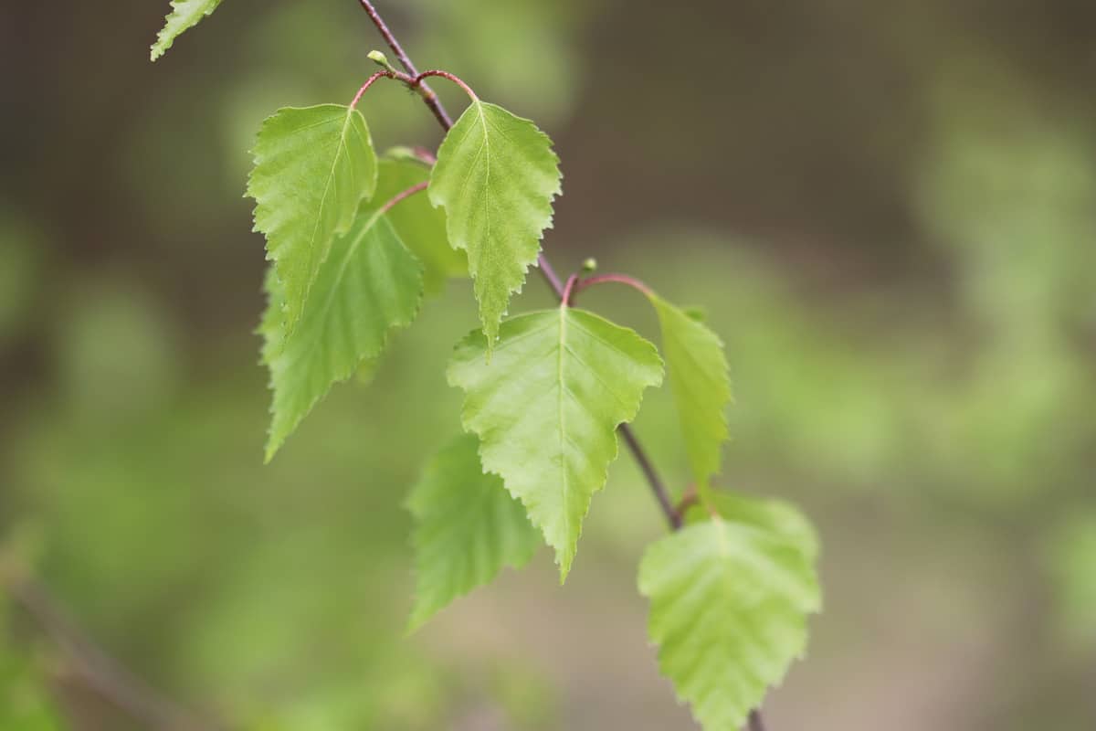 Hänge-Birke - Betula pendula