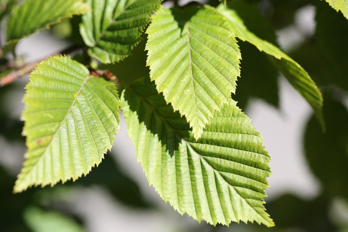 Hainbuche - Carpinus betulus