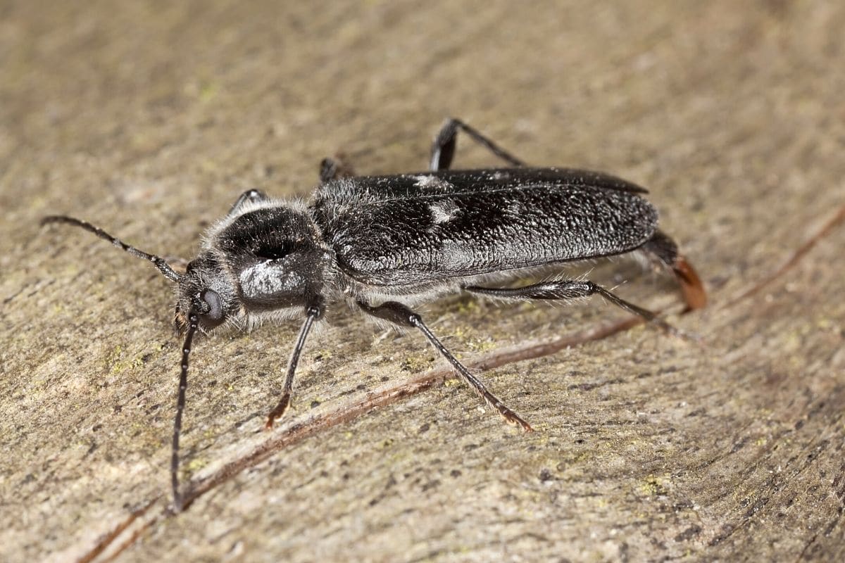 Hausbock - Hylotrupes bajulus