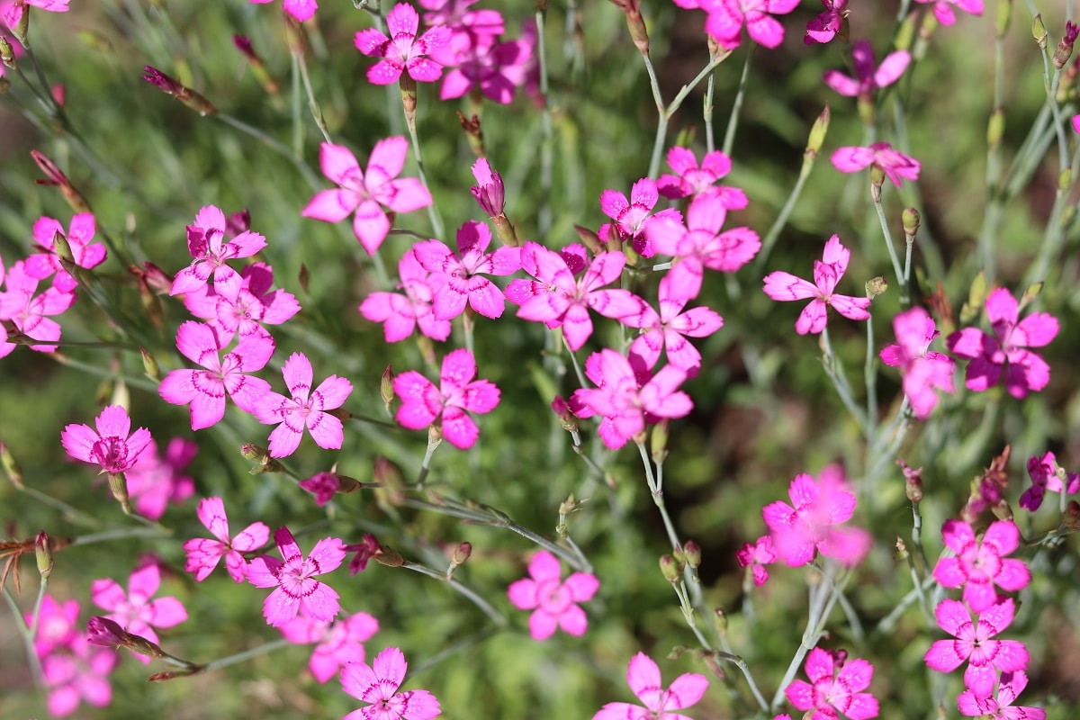 Heidenelke (Dianthus deltoides)