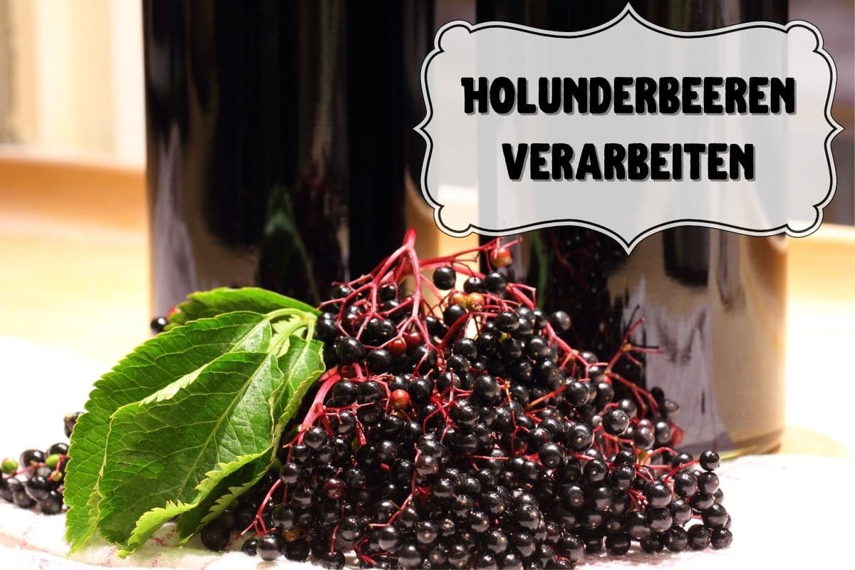 Holunderbeeren verarbeiten