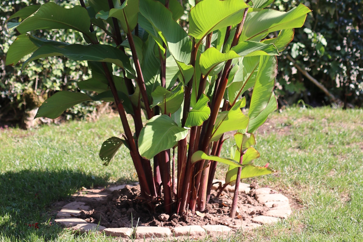 Canna überwintern - Canna im Beet