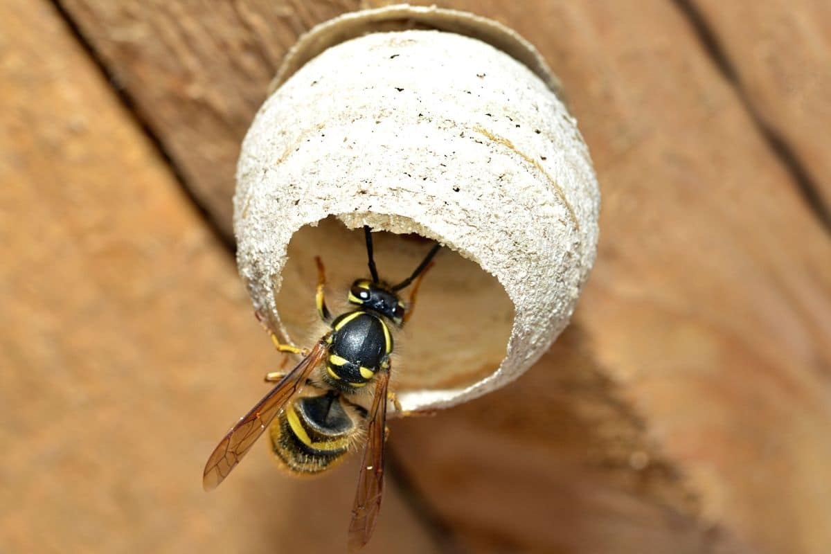 Junge Wespenkönigin beim Nestbau