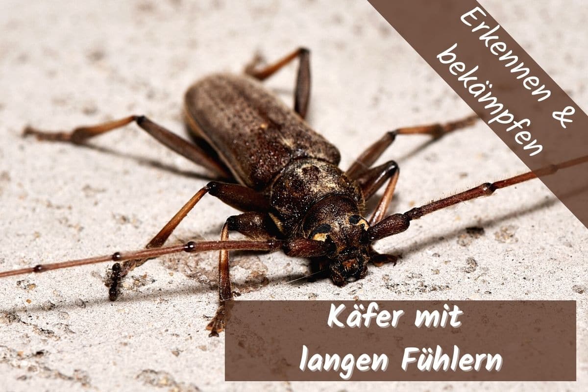 Käfer mit langen Fühlern in der Wohnung