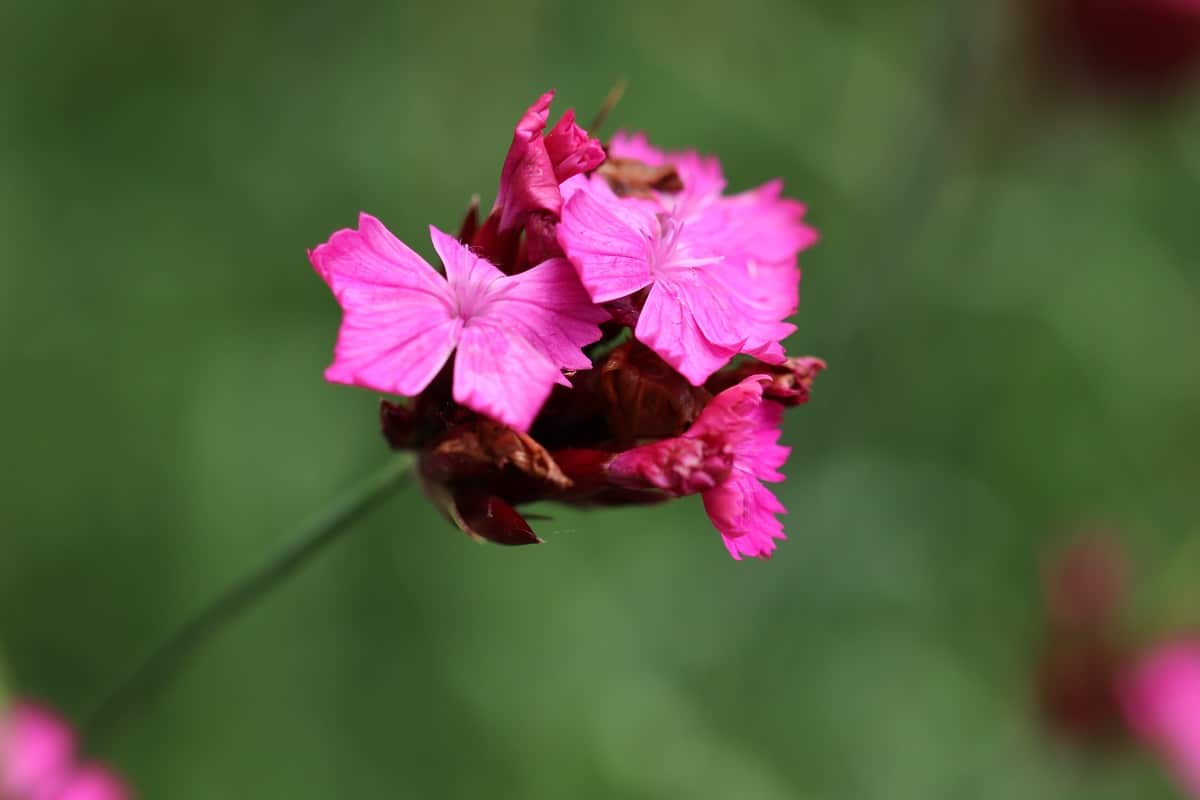 Kartäusernelke - Dianthus carthusianorum