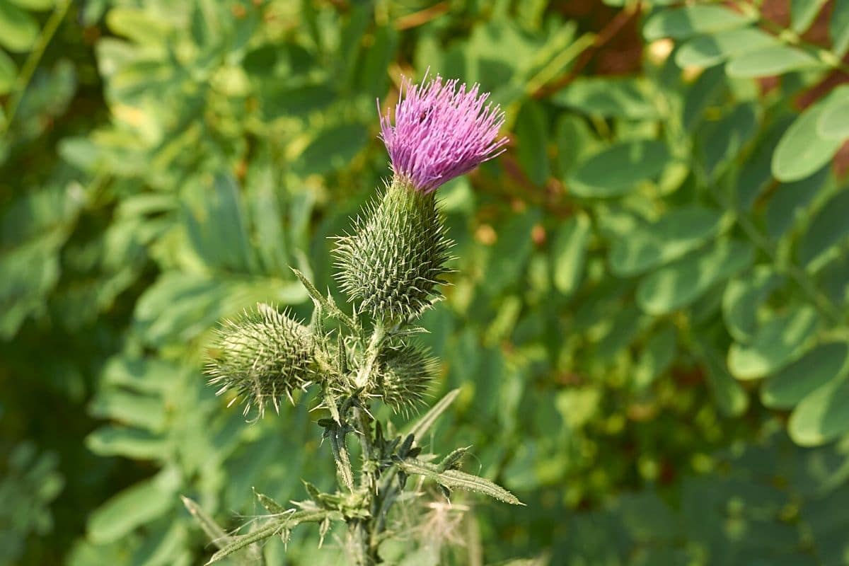 Kratzdistel - Cirsium vulgare