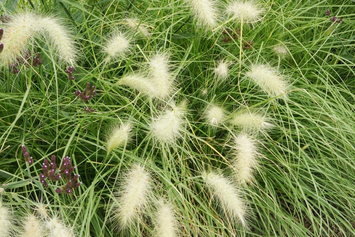 Lampenputzergras - Pennisetum alopecuroides 