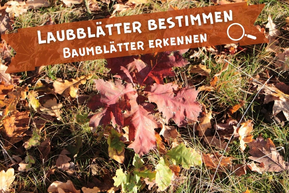 Laubblätter bestimmen - Baumblätter erkennen