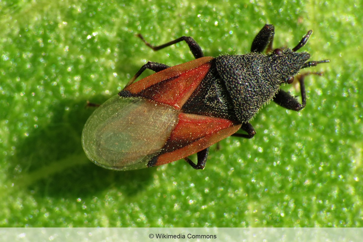 Lindenwanze - Oxycarenus lavaterae