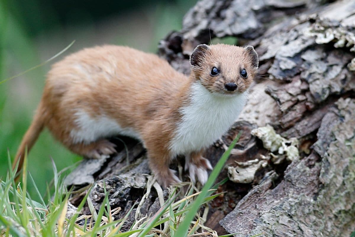 Mauswiesel - Mustela nivalis