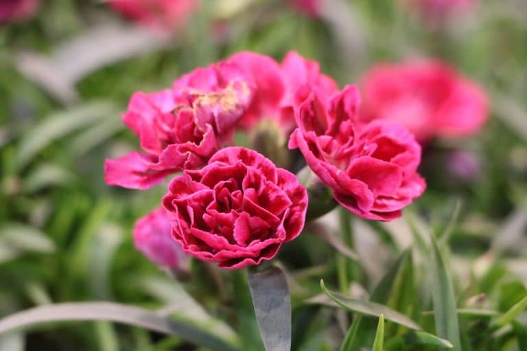 Blütezeit von Nelken für 15 schöne Arten Gartenrat.de