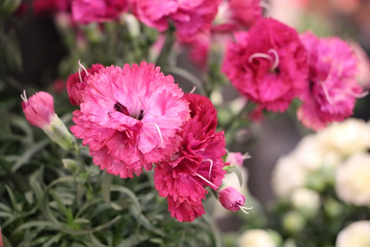 Nelken - Dianthus