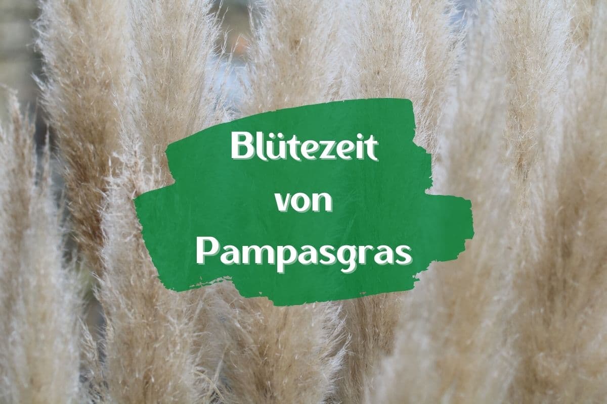 Blütezeit von Pampasgras