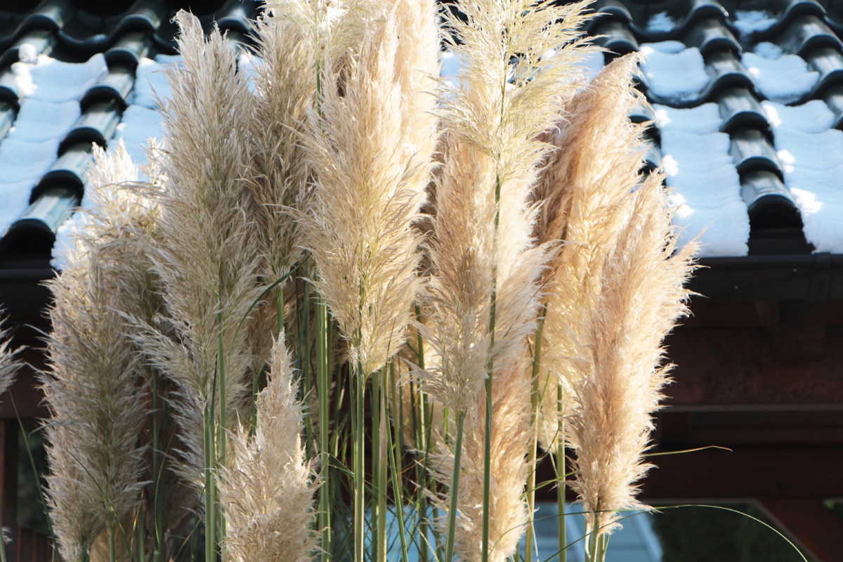 Pampasgras - Cortaderia selloana