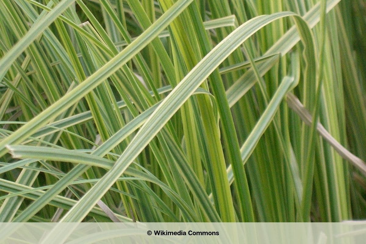 Pampasgras - Cortaderia selloana 'Aureolineata'