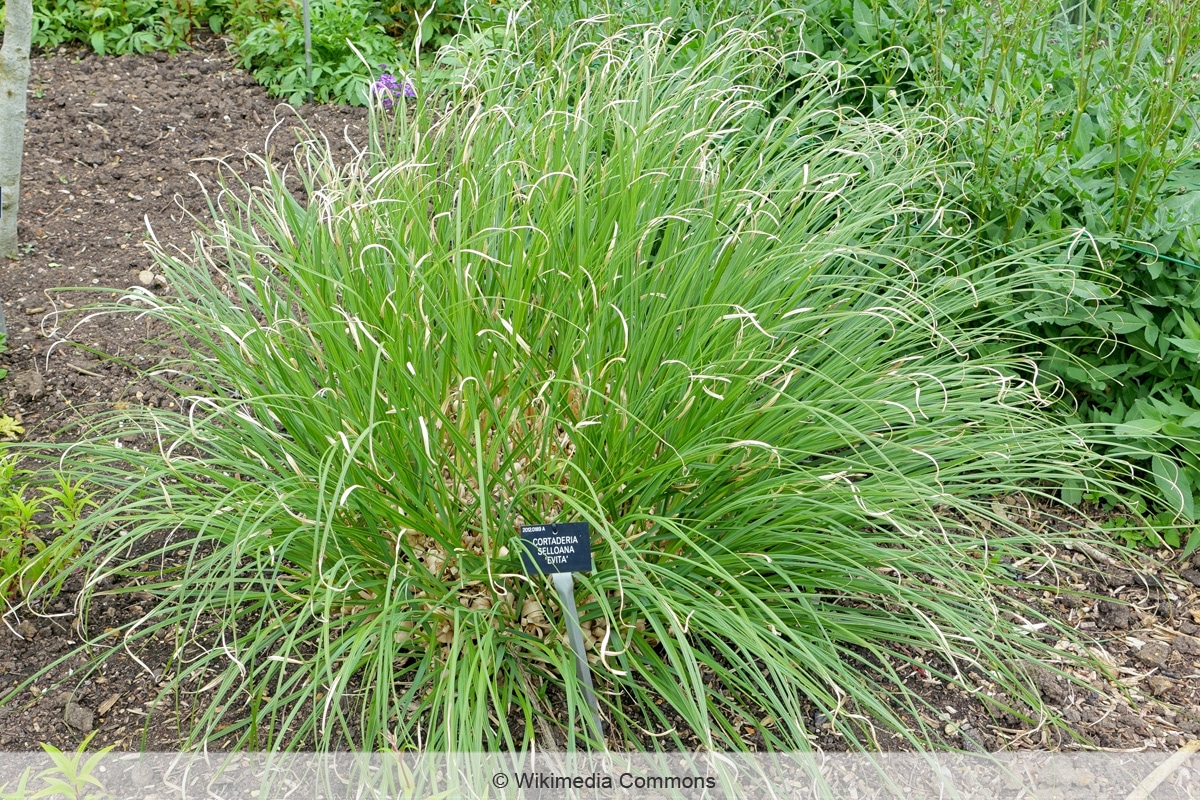 Pampasgras - Cortaderia selloana