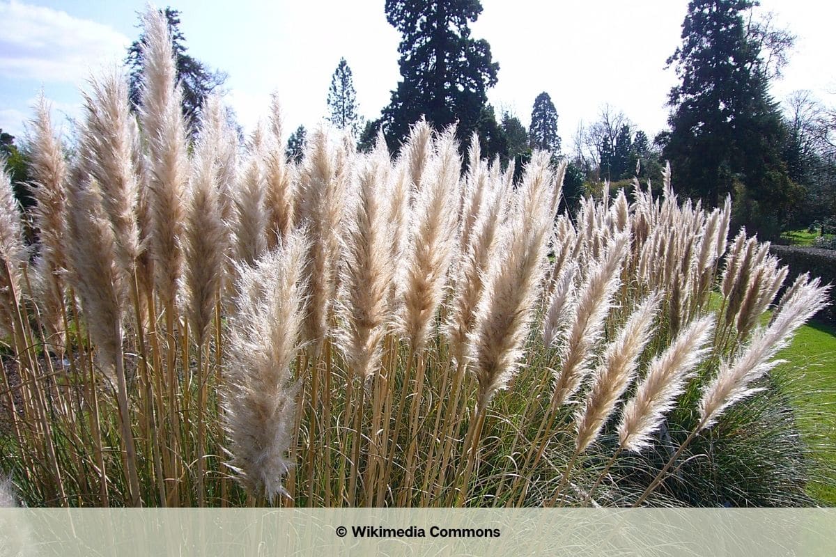 Pampasgras - Cortaderia selloana 'Pumila'