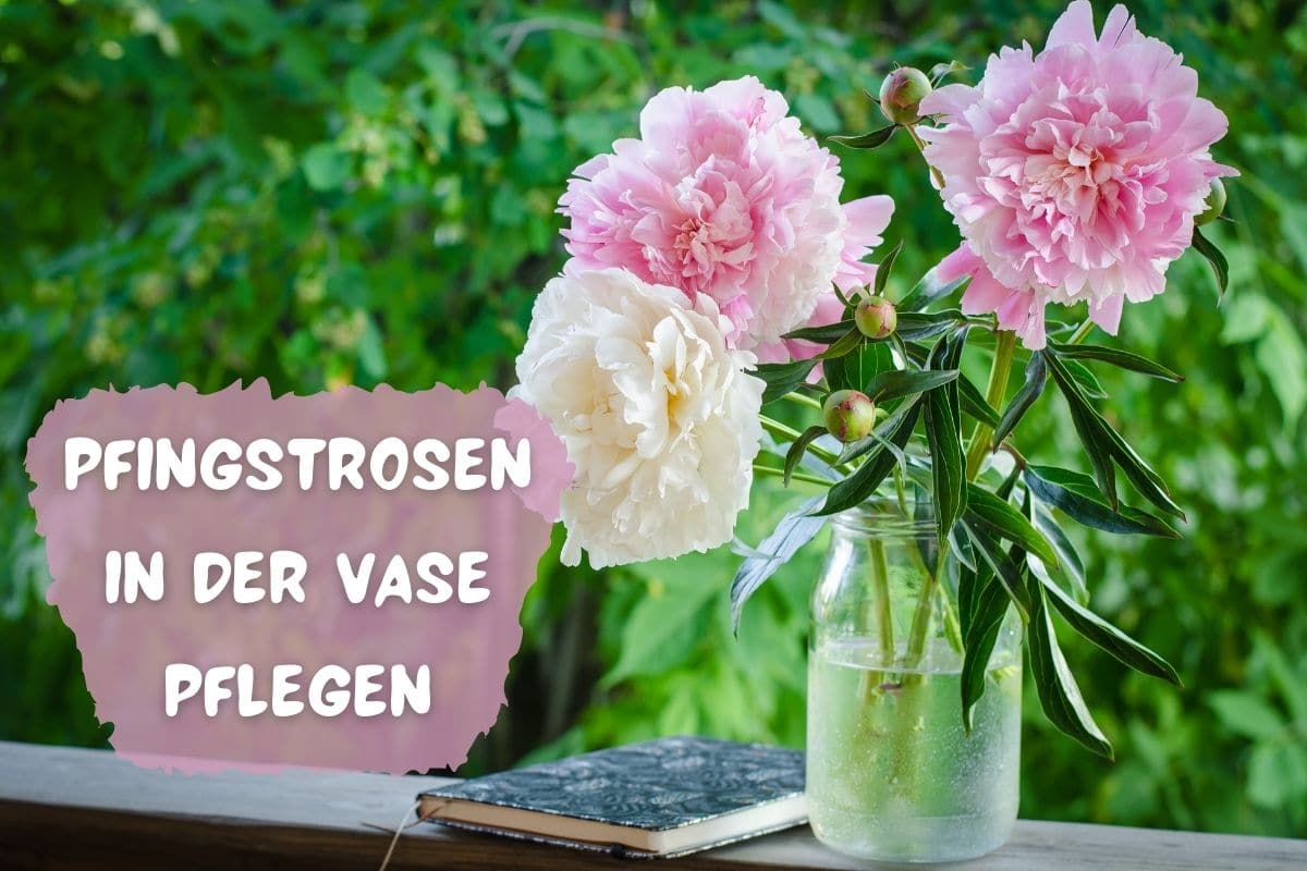 Pfingstrosen in der Vase