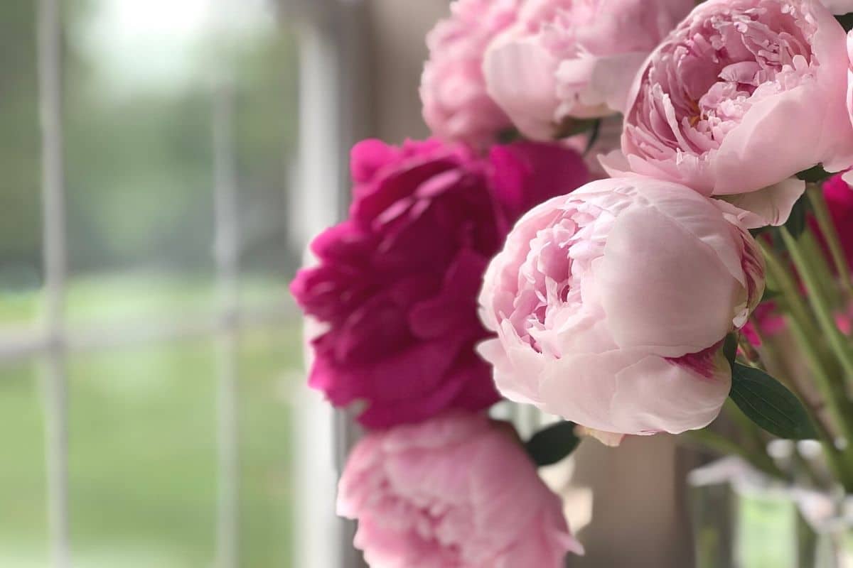 Pfingstrosen in der Vase am Fenster