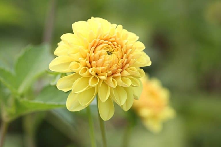 Blütezeit von Dahlien wann blühen sie? Gartenrat.de