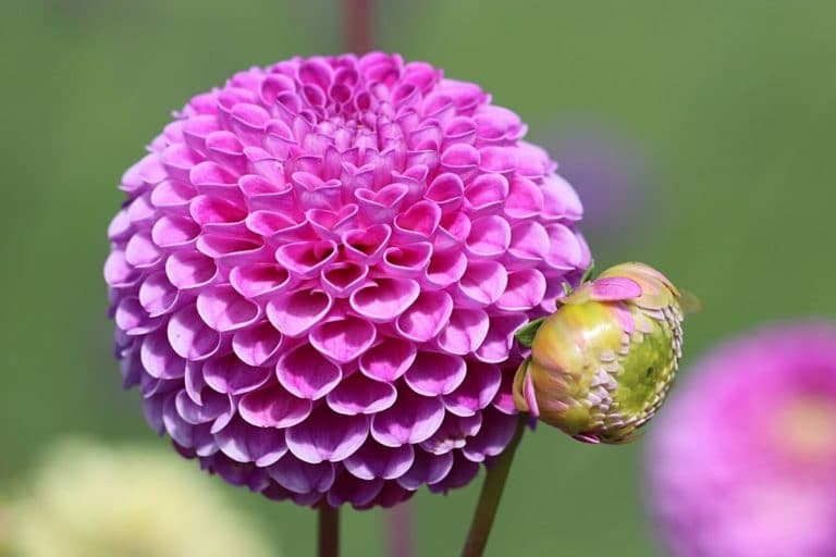 Blütezeit von Dahlien wann blühen sie? Gartenrat.de