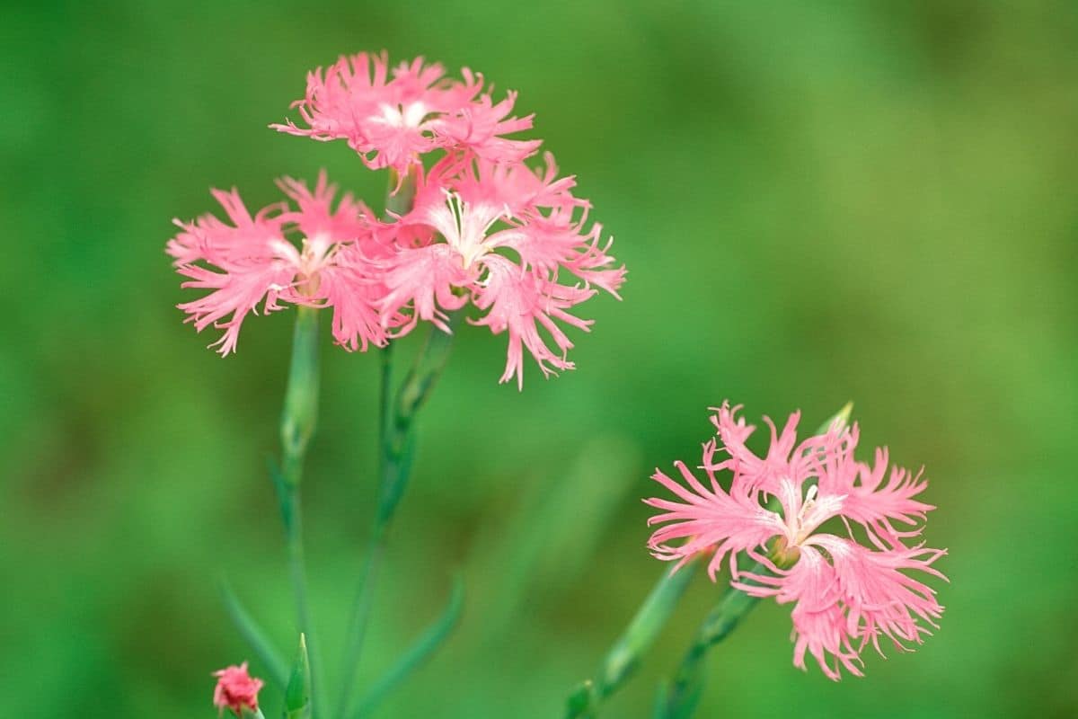 Prachtnelke - Dianthus superbus