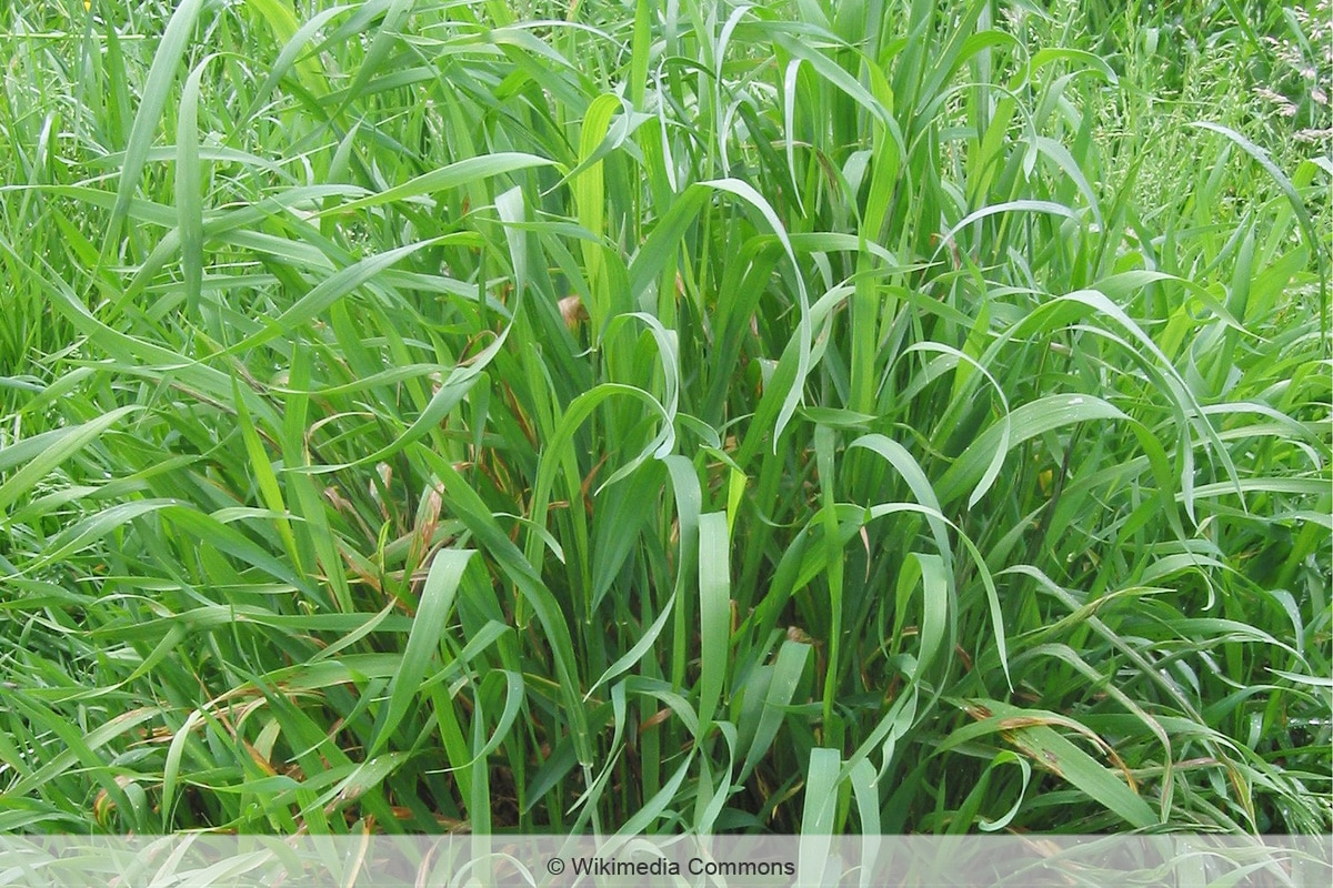 Quecke - Elymus repens