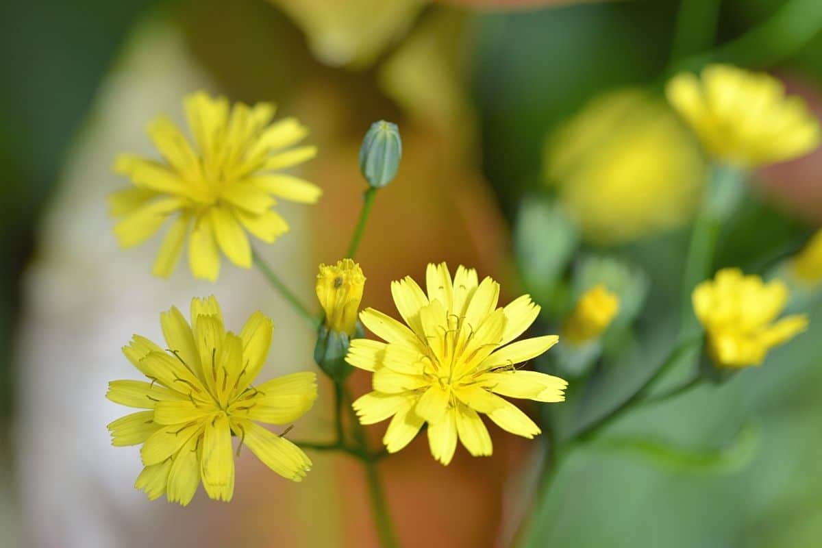 Rainkohl - Lapsana communis