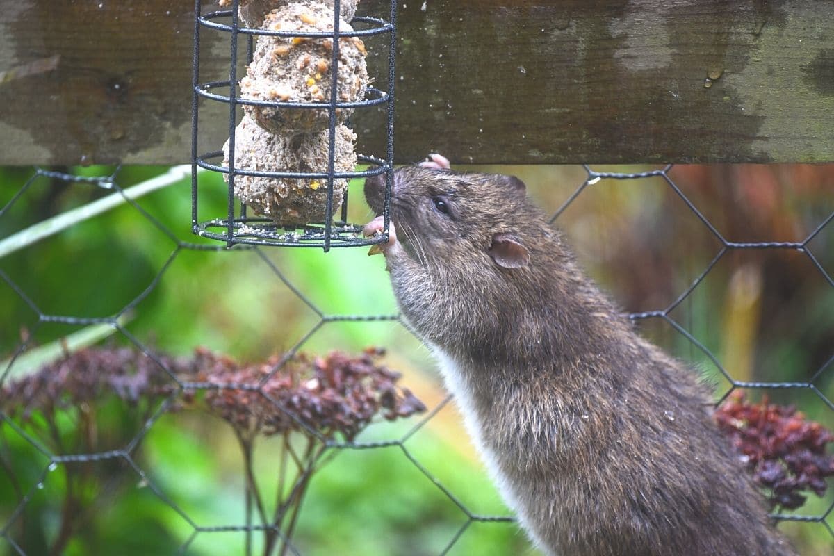 Ratte frisst Vogelfutter - Rattenköder