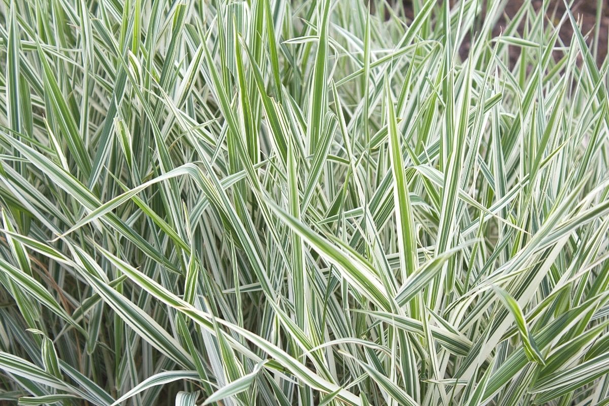 Rohrglanzgras - Phalaris arundinacea