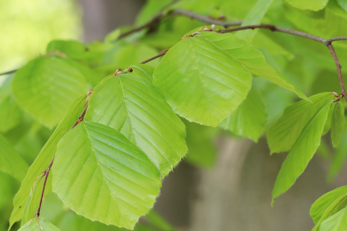 Rot-Buche - Fagus sylvatica