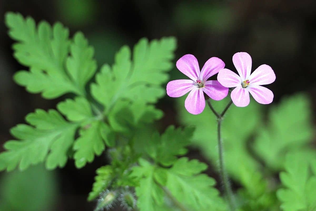 Ruprechtskraut - Geranium robertianum