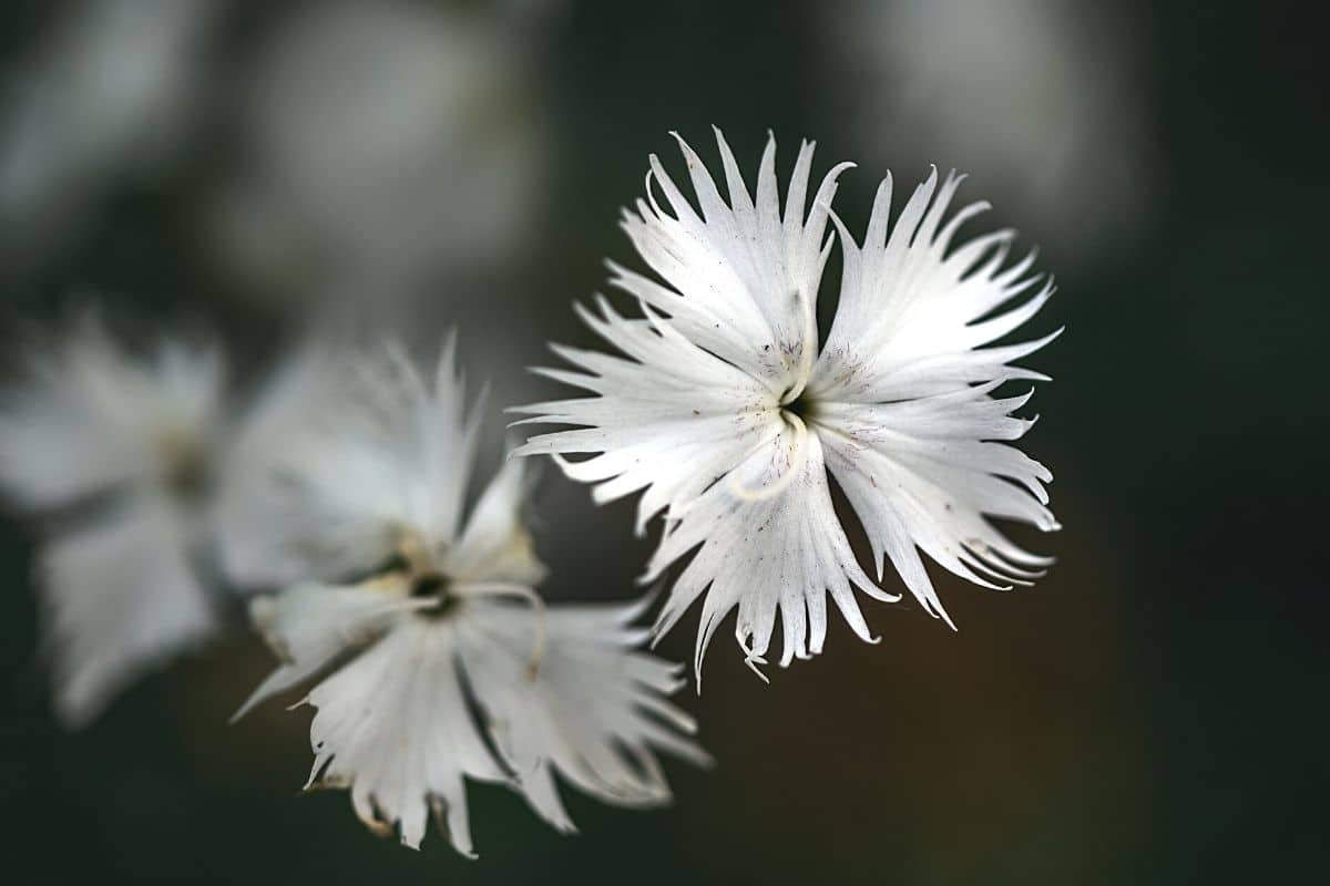 Sandnelke - Dianthus arenarius