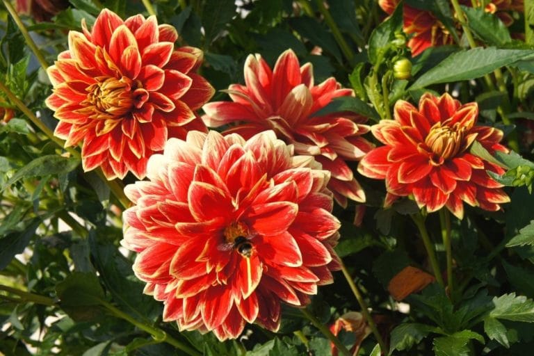Blütezeit von Dahlien wann blühen sie? Gartenrat.de