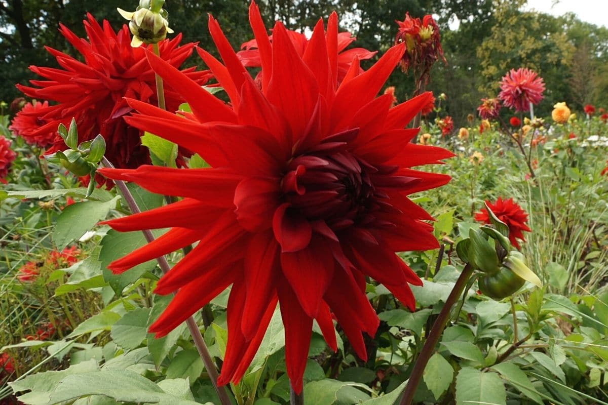 Semikaktusdahlie 'Mathilda Huston'