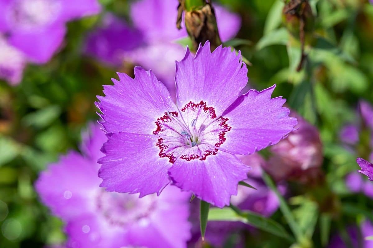 Sibirische Nelke - Dianthus amurensis