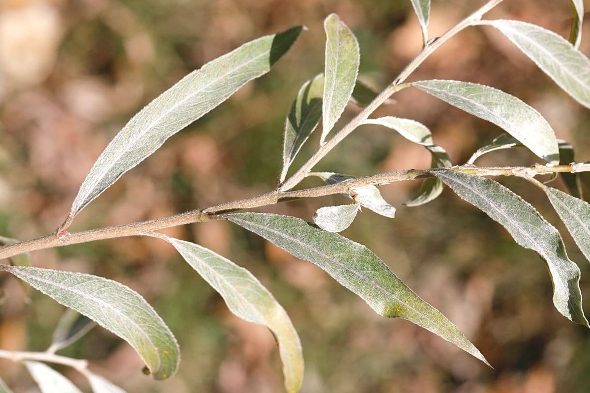 Laubblätter erkennen - Silber-Weide