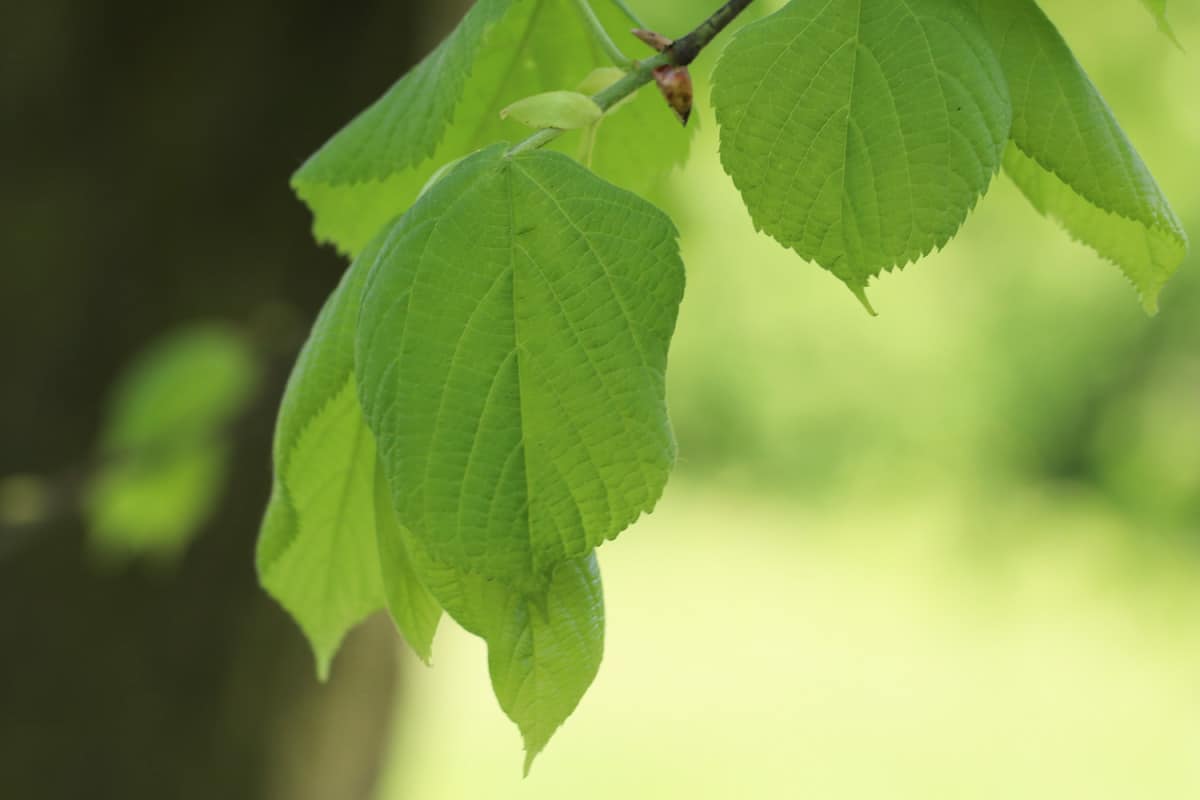 Sommer-Linde - Tilia platyohyllos