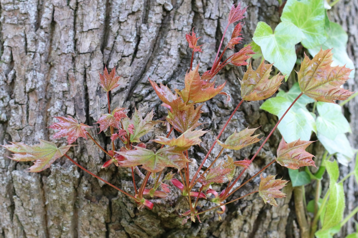 Spitz-Ahorn - Acer platanoides