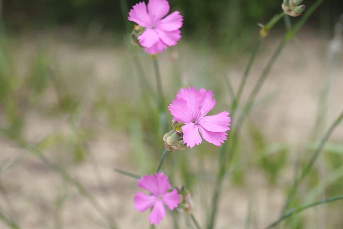 Steinnelke - Dianthus sylvestris