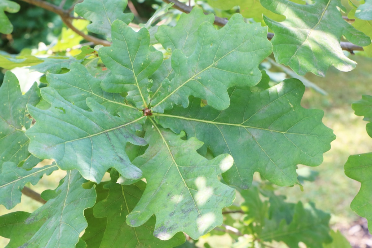 Stieleiche - Quercus robur